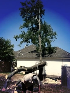 Residential tree services in Haltom City TX