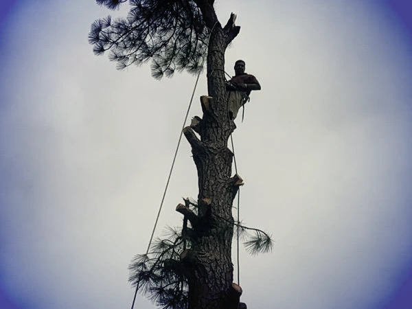 Tree health inspection and maintenance