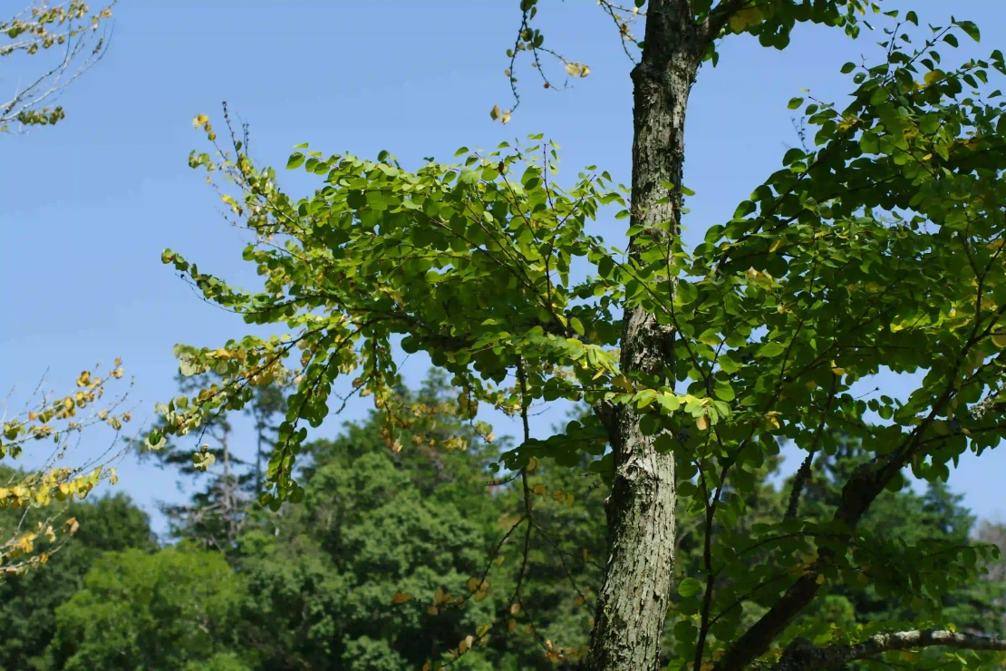 Storm damaged tree cleanup service